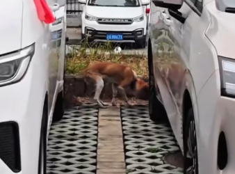 M0801019_The poor little dog’s head was swollen like a pig’s head. ��#animals #Foryou #Friendship #Us_part2