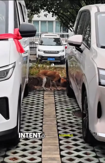 M0801019_The poor little dog’s head was swollen like a pig’s head. ��#animals #Foryou #Friendship #Us_part2