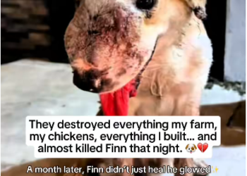 BM 10/1 Another abandoned baby. Rescued by pur team. #trending #viral #dogs