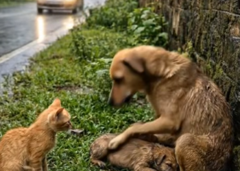 M2912006 A Brave Baby Cat Saves a Mama Dog and Her Puppies in the Heavy Rain DODO AI_part2