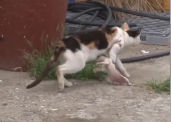 M0801021_This Man Recused A Cat His Little Kitten �#cat #curious #catwalk #curious_cat_2 _part2