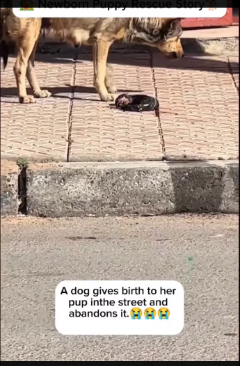 M0801022_From the Street to a Safe Home � Newborn Puppy Rescue Story� #rescueanimals #puppydog #dog #cuteanimals #animallover