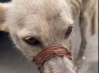 M0801023_Je l’ai vu.. Jai eu me choc #animaux #amour #amitie #chien #famille _part2