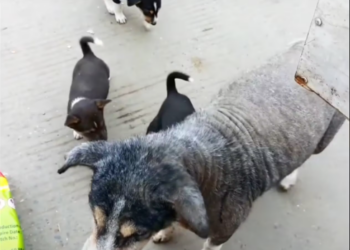 M0801024 A mother dog leads her puppies wandering around begging for food, but all they receive is rejection along the way.