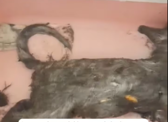 M0801026_I rescued a weak kitten, and she became good friends with my cat at home #rescue #catsoftiktok #love #fyp #animals _par