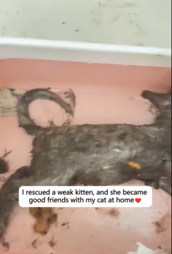 M0801026_I rescued a weak kitten, and she became good friends with my cat at home #rescue #catsoftiktok #love #fyp #animals _par
