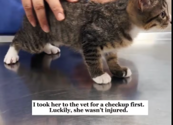 M0801027_I heard a cat crying under the floor tiles.#rescue #animals #fyp #kitten #cat _part2