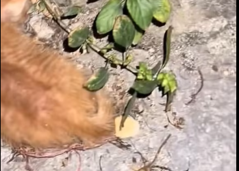 M0801028_##cat #catvideo #catcute _part2