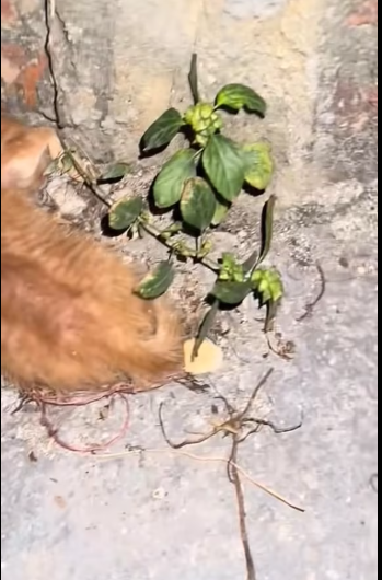 M0801028_##cat #catvideo #catcute _part2