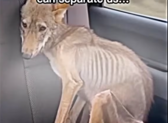 M0801029_VFAGTRYE_part2