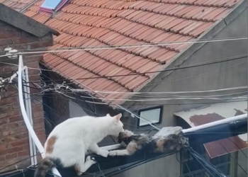 V0801018_OMG #cat #trending #xuhuong #fyp #pet_part2