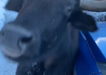 M1101001_help bull_part2