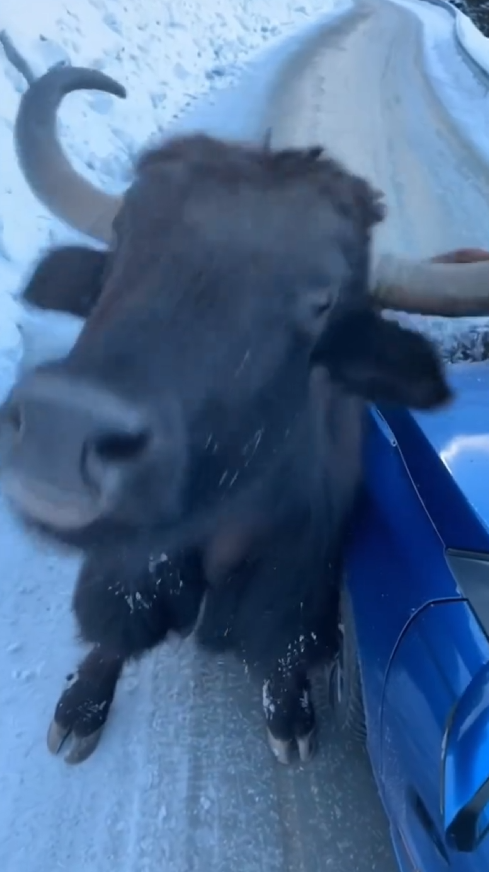 M1101001_help bull_part2