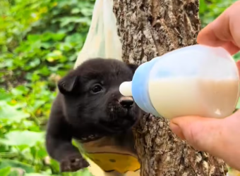 M1101002_Most unique breakfast! puppy eating while hanging in tree bag_part2