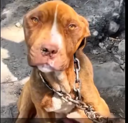 M1101003_Rescued two dogs were being mistreated both were emaciated. You are my heart._part2