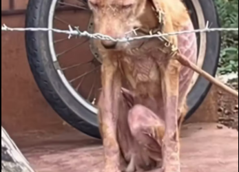 M1101005_Rescue Dog seekor anjing terlihat dirantai didepan teras sebuah_part2