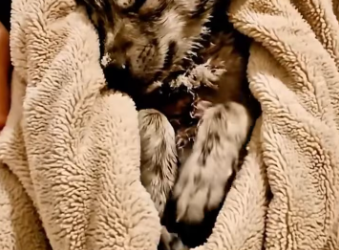 M1101006_Saving Puppy Dog Story of Wolf Who Came Back #animalstory #k…_part2