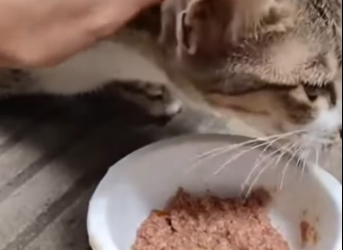 M1101009_Perjuangan Induk kucing_part2