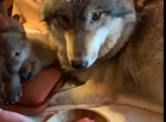 M1101010_Helped wolf_part2/