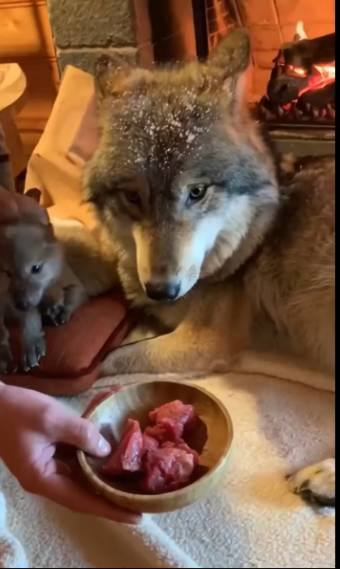 M1101010_Helped wolf_part2/