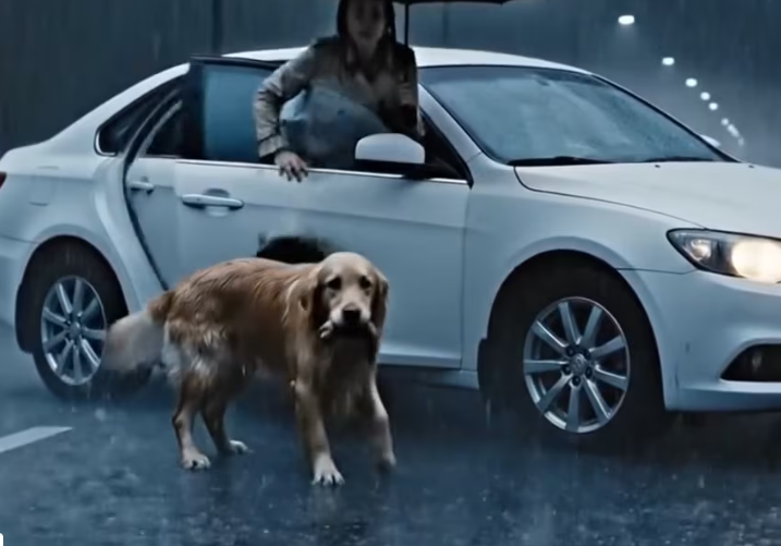 M1101011_Mother Dog Stops Traffic To Save Her Puppies Storm Wolves Emotional Rescue_part2