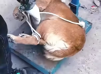 M1101013_Pregnant Bound Sold By Owner She Trusted #dogshorts #dog_part2