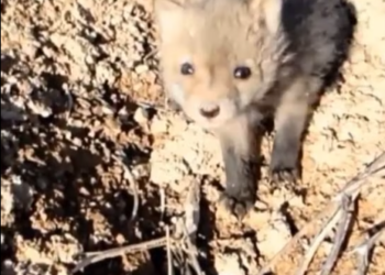 M1101014_Heartbreaking Rescue Of Wild Fox_part2