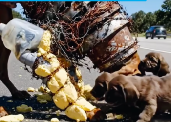 M1101016_She Was Trapped Exhausted All She Wanted Was to See Her Puppies Again_part2