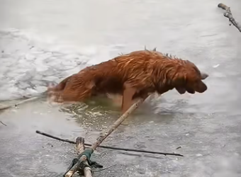 M1101018_Cute Dog we All Love_part2