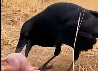 M1101019_baby ferret fell out of its nest was immediately spotted by a…_part2