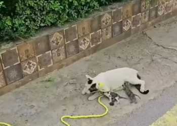 M1101020_Kitten was LEFT GONE What Happens Next you wouldn believe…_part2