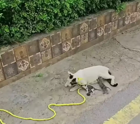 M1101020_Kitten was LEFT GONE What Happens Next you wouldn believe…_part2