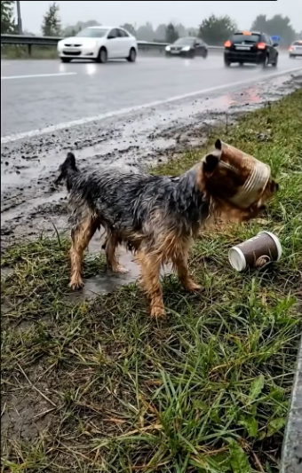 M1101021_When Hunger Becomes Trap Mother Dog Painful Struggle_part2