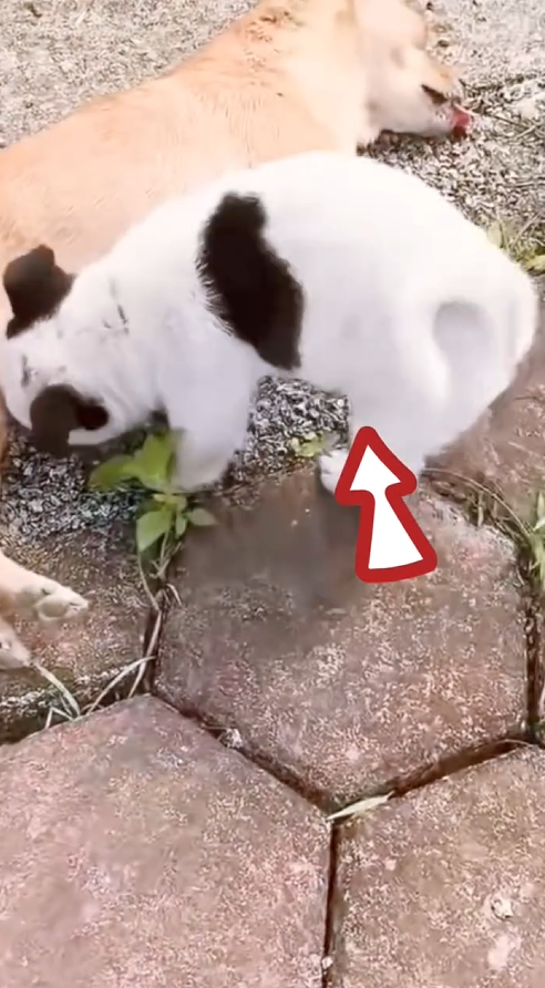 M1101023_On my way to work, saw small dog run towards my car, its eyes pleading help, then it ran away. followed it saw scene, t