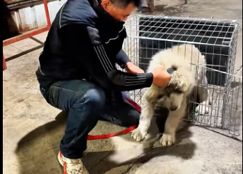 M1101022_Aggressive dog training tips #dogtraining #dogtrainer #dogsoftiktok_part2