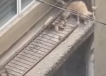 M1101025_From across the street, everything felt fragile. The structure weakened. Time slowed. And in that moment, every second_