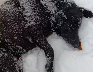 M1101027_Nizhyn. I took the dog, she is in the clinic in Kozelka. I will write back if there is any news. The vet was on surgery so she was left alone.