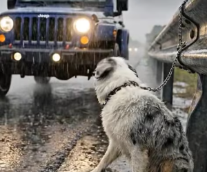 M1304001_A Helpless Mother Dog Cries Loudly for Her Puppies’ Safety in Heavy Rain_part2