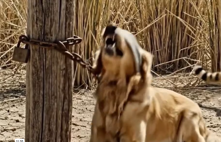 M0301003_Abandoned Blindfolded Most Heartbreaking Dog Rescue You ll See Today_part2