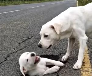 M1304005_Kind-Hearted Man Rescues a Poor Puppy Trapped in the Ground �✨_part2