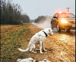 M1304007_The old woman was wonderful — she was so kind. She saved those dogs._part2