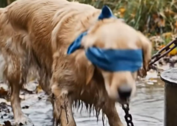 M1304008_An abandoned golden dog meets a kind-hearted man who helps him._part2