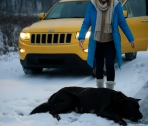 M1304010_Left Behind While Pregnant, a Dog Faced the Cold Until Help Arrived �� #dogrescue #pregnantdog #abandoneddog #anima_p