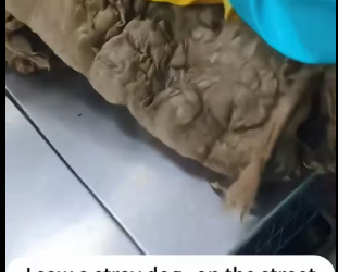 M1304014_I saw a stray dog on the street with thick, matted fur. I rescued him,and then…#rescue #rescueanimals #animals #dog #