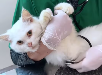 M1401002_Rescue family of cats #rescue #recueaninals #cat #catsoftiktok_part2