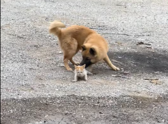 M1401003_man saved kitten street dog he decided to adopt it #r…_part2