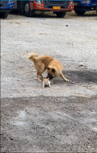 M1401003_man saved kitten street dog he decided to adopt it #r…_part2