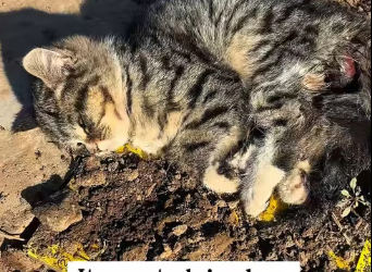 M1401004_rescued an abandoned kitten.#rescue #animals #kitten_part2