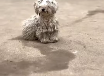 M1401005_adopted an abandoned mother dog litters #fyp #saved #abandoned…_part2