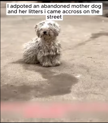 M1401005_adopted an abandoned mother dog litters #fyp #saved #abandoned…_part2